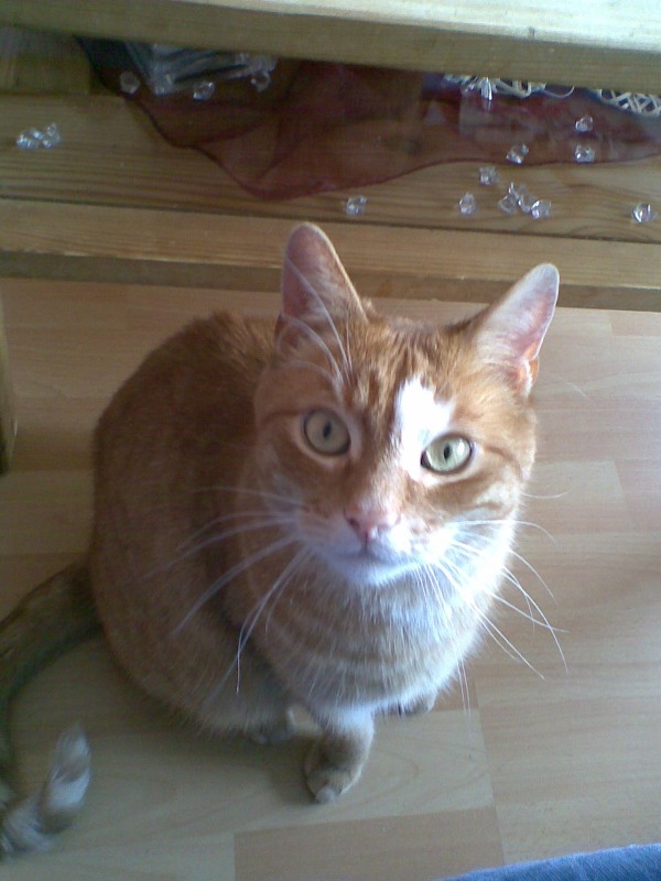 Kater Sammy ist neugierig